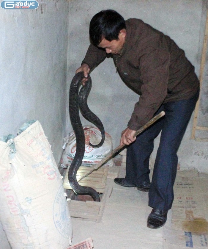 Rắn hổ mang bành được người nuôi rắn ở Bạch Lưu bắt bằng tay không...